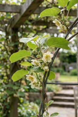 Actinidia chinensis 'Huwelijk' porteuse 60 cm C5