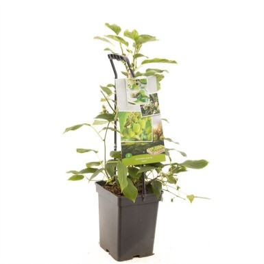 Actinidia arguta 'Issai' 60 cm C5