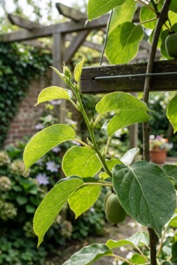 Actinidia arguta 'Issai' 60 cm C5