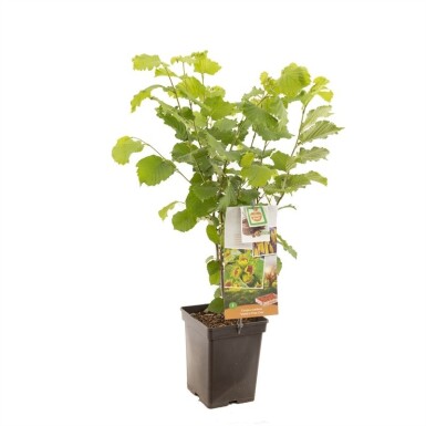 Corylus avellana 'Webb's Prize Cob' forme arbustive 50 cm C5