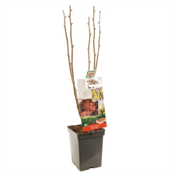 Corylus avellana 'Roter Zeller' Port sur tige 50 cm C5