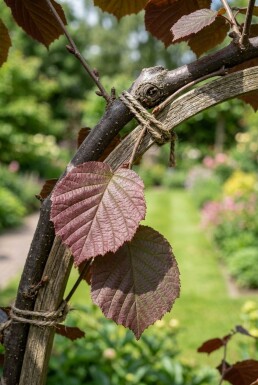 Corylus avellana 'Roter Zeller' Port sur tige 50 cm C5