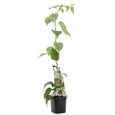 Actinidia chinensis 'Jenny' support à plantes grimpantes 50 cm C7,5