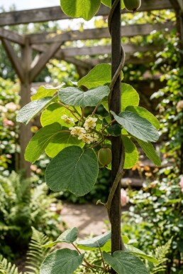 Actinidia chinensis 'Jenny' support à plantes grimpantes 50 cm C7,5