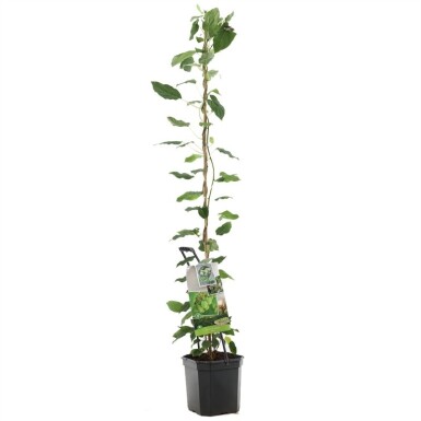 Actinidia arguta 'Issai' porte-plante 80 cm C7,5