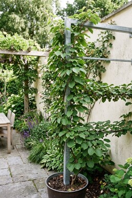 Actinidia arguta 'Issai' porte-plante 80 cm C7,5