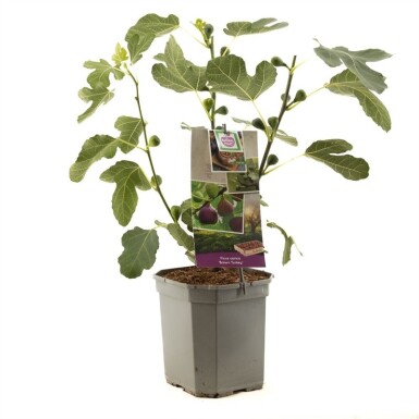 Ficus carica 'Brown Turkey' tige porteuse 100 cm C7,5
