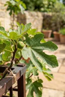 Ficus carica 'Brown Turkey' tige porteuse 100 cm C7,5