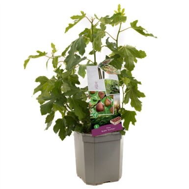 Ficus carica 'Gustis® TwoTimer®' forme sur tige 100 cm C7,5