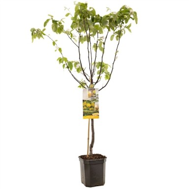 Cydonia oblonga demi-tige 150 cm C7,5