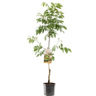 Juglans regia 'Buccaneer' forme pleureuse 200 cm C7,5