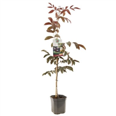 Juglans regia 'Purpurea' arbre à branches courtes 200 cm C7,5