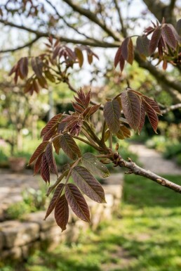 Juglans regia 'Purpurea' arbre à branches courtes 200 cm C7,5