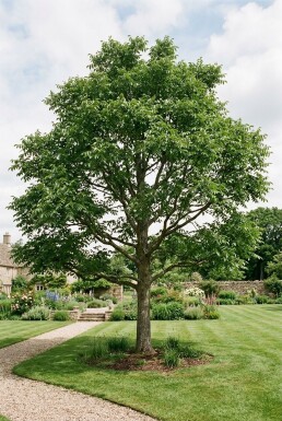 Juglans regia 'Lange van Lod' forme en plume 200 cm C7,5