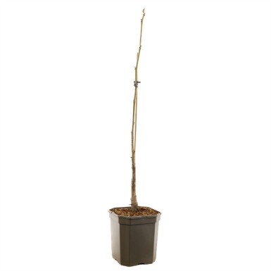 Juglans regia 'Lange van Lod' forme en plume 200 cm C7,5