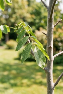Juglans regia 'Lange van Lod' forme en plume 200 cm C7,5