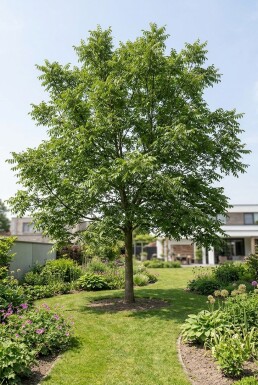 Juglans ailantifolia 'Imshu' ramifié 200 cm C7,5