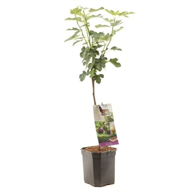 Ficus carica 'Brown Turkey' sur tige 70 cm C9