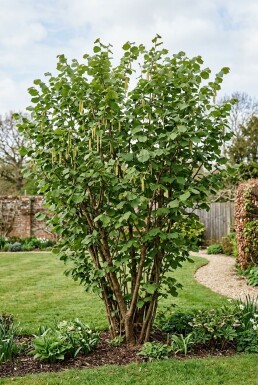 Corylus avellana 'Webb's Prize Cob' Arbuste 50 cm C9
