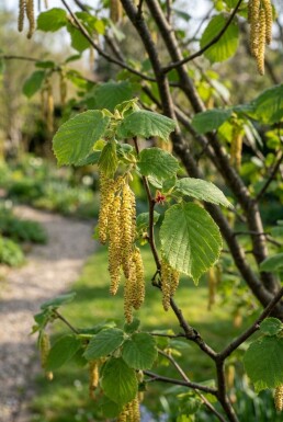 Corylus avellana 'Webb's Prize Cob' Arbuste 50 cm C9