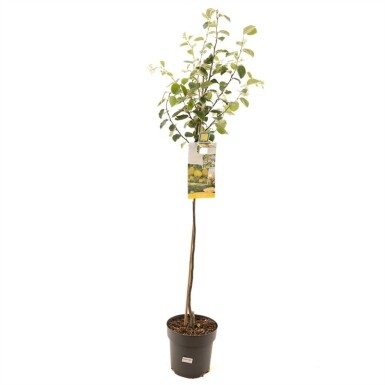 Cydonia oblonga haute-tige 200 cm C9