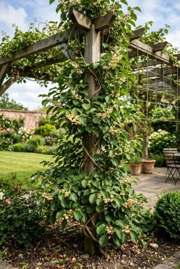 Actinidia arguta 'Ananasnaya' grimpante 70 cm C2
