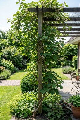 Actinidia arguta 'Ananasnaya' grimpante 70 cm C2