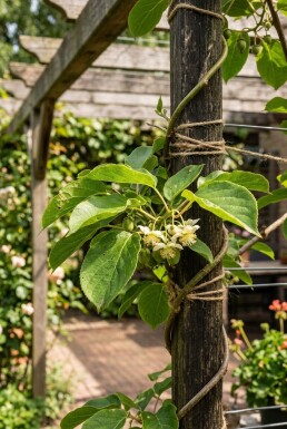 Actinidia arguta 'Ananasnaya' grimpante 70 cm C2