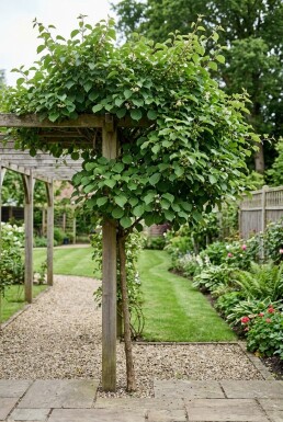 Actinidia arguta 'Bayern' 70 cm C2