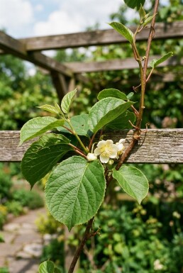 Actinidia arguta 'Bayern' 70 cm C2