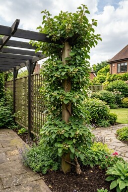 Actinidia arguta 'Geneva' sur tige 70 cm C2