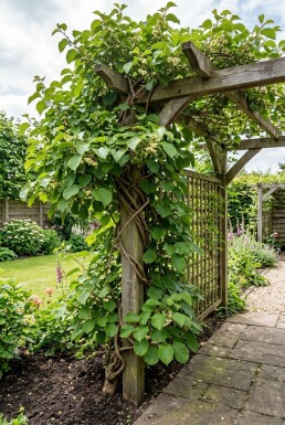 Actinidia arguta 'Geneva' sur tige 70 cm C2