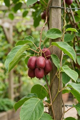 Actinidia arguta 'Ken's Red' tuteurée 70 cm C2