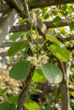 Actinidia deliciosa 'Boskoop' tige 150-175 cm C5
