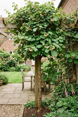 Actinidia deliciosa 'Boskoop' grimpante 80-100 cm C2