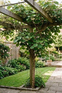 Actinidia deliciosa 'Boskoop' grimpante 80-100 cm C2