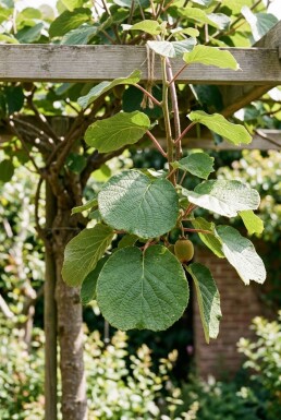 Actinidia deliciosa 'Hayward' tuteurée 150-175 cm C5