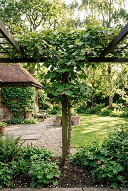 Actinidia deliciosa 'Jenny' tuteur 80-100 cm C2
