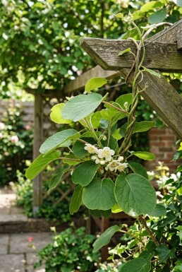Actinidia deliciosa 'Jenny' tuteur 80-100 cm C2