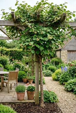 Actinidia deliciosa 'Minki Male'® grimpant 80-100 cm C2