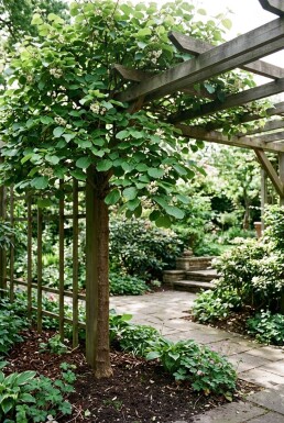 Actinidia deliciosa 'Minki Male'® grimpant 80-100 cm C2