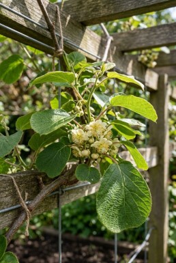 Actinidia deliciosa 'Minki Male'® grimpant 80-100 cm C2