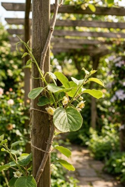 Actinidia deliciosa Solissimo® sur tige 70 cm C2