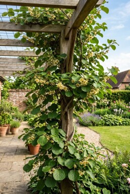 Actinidia deliciosa Solissimo® tuteur 80-100 cm C2