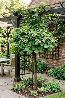 Actinidia deliciosa 'Solo' grimpante 80-100 cm C2