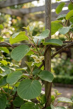 Actinidia deliciosa 'Solo' grimpante 80-100 cm C2