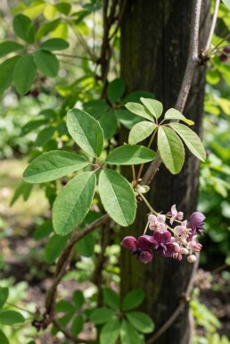 Akebia quinata sur tige 70 cm C2