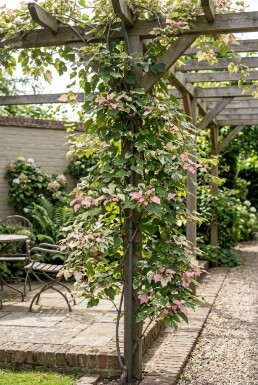 Ampelopsis glandulosa 'Elegans' tige 70 cm C2