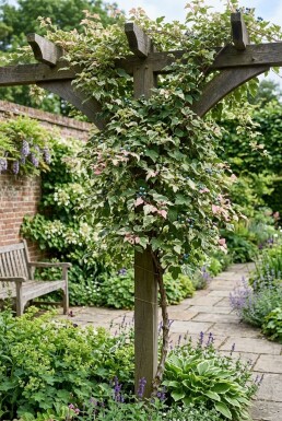 Ampelopsis glandulosa 'Elegans' tige 70 cm C2