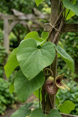 Aristolochia macrophylla 70 cm C2